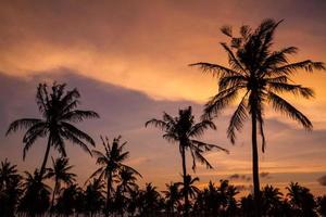 palmeiras no lindo pôr do sol foto
