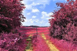 bela paisagem infravermelha roxa em alta resolução foto