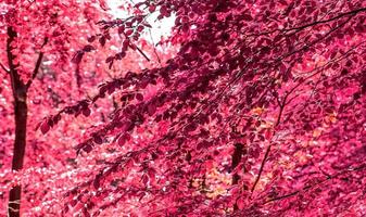 belo panorama infravermelho rosa e roxo de uma paisagem rural com um céu azul foto