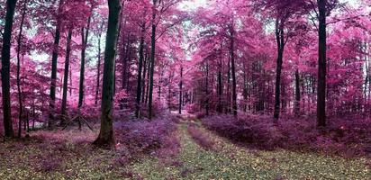 belo panorama infravermelho rosa e roxo de uma paisagem rural com um céu azul foto