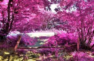 belo panorama infravermelho rosa e roxo de uma paisagem rural com um céu azul foto