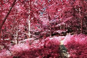 belo panorama infravermelho rosa e roxo de uma paisagem rural com um céu azul foto