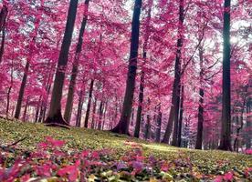 belo panorama infravermelho rosa e roxo de uma paisagem rural com um céu azul foto