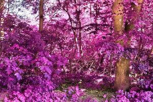 belo panorama infravermelho rosa e roxo de uma paisagem rural com um céu azul foto