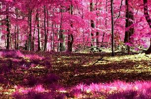 belo panorama infravermelho rosa e roxo de uma paisagem rural com um céu azul foto