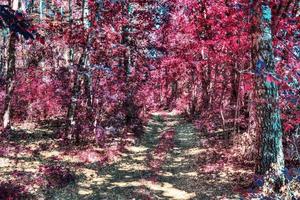 belo panorama infravermelho rosa e roxo de uma paisagem rural com um céu azul foto