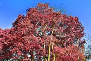 belo panorama infravermelho rosa e roxo de uma paisagem rural com um céu azul foto