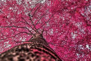 belo panorama infravermelho rosa e roxo de uma paisagem rural com um céu azul foto