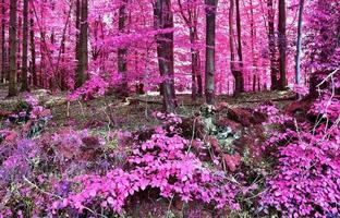 belo panorama infravermelho rosa e roxo de uma paisagem rural com um céu azul foto