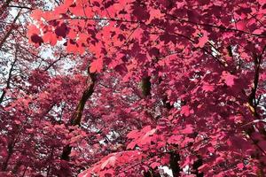 belo panorama infravermelho rosa e roxo de uma paisagem rural com um céu azul foto