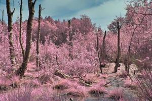 belo panorama infravermelho rosa e roxo de uma paisagem rural com um céu azul foto