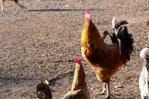 galos e galinhas caipiras em uma fazenda foto