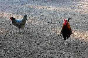 galos e galinhas caipiras em uma fazenda foto