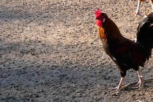 galos e galinhas caipiras em uma fazenda foto