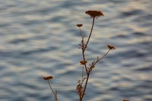 flores secas na costa mediterrânea catalã, espanha foto