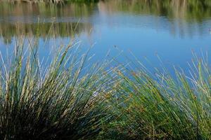 pequeno lago de água doce foto