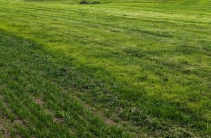 feche a superfície da grama verde em um prado em um dia ensolarado de verão. foto