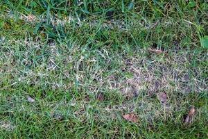 feche a superfície da grama verde em um prado em um dia ensolarado de verão. foto