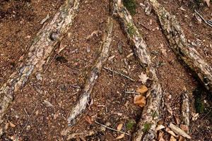 vista detalhada de perto em uma textura de terra de floresta com musgo e galhos foto