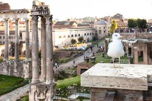 gaivota urbana e ruínas do fórum de césar foto