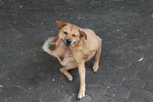 cachorro tailandês marrom está coçando o pescoço no chão de concreto. foto