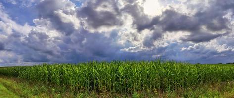 belo panorama de alta resolução de uma paisagem com campos e grama verde encontrada na dinamarca e na alemanha. foto