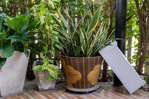 a planta de cobra no vaso de terracota. foto