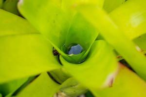 água estagnada na planta de folha verde no jardim foto