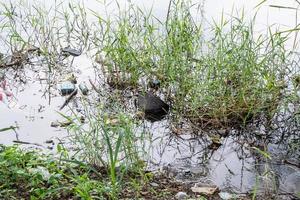 poluição plástica no ambiente da lagoa de água foto