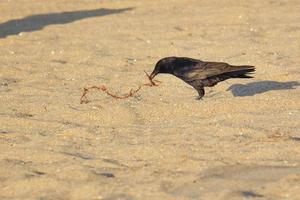 corvo americano na praia de pompano florida foto