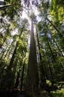 árvores de sequoia com luz solar na natureza paisagem floresta vertical foto