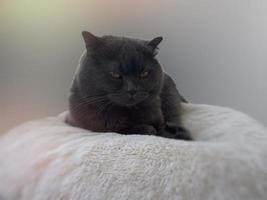 retrato de um gato escocês cinza em um fundo desfocado foto