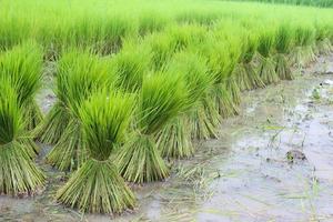 mudas de arroz no campo foto