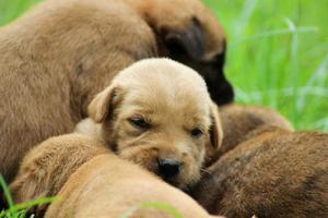 cachorrinho marrom dormindo na grama foto