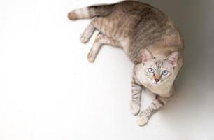 o gatinho branco está deitado no chão e olha para a câmera. foto