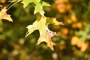 folha de carvalho no início do outono na nova inglaterra foto