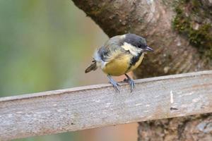 chapim sentado na árvore em um galho. animal selvagem em busca de alimento. tiro animal foto