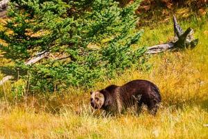 urso pardo procura comida em um dia de outono no parque nacional de yellowstone foto