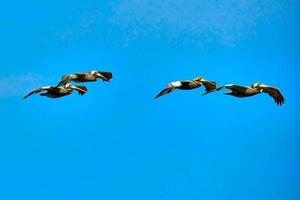 quatro pelicanos marrons deslizam pela costa sob o sol da tarde foto