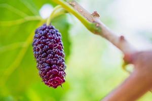 frutas frescas de amora vermelha no galho de árvore foto