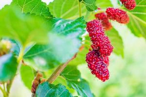 frutas frescas de amora vermelha no galho de árvore foto