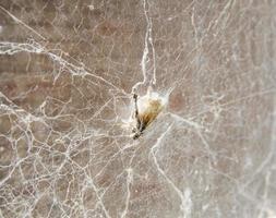 inseto voador é morto por teia de aranha armadilha mortal. foto
