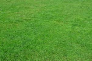 foto do local com grama verde cortada uniformemente. gramado ou beco de grama verde fresca