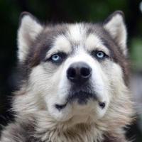 orgulhoso cão husky jovem bonito com cabeça no perfil sentado no jardim foto