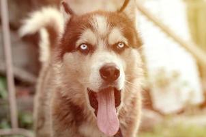 cão husky sonolento bocejos engraçados com boca aberta e língua longa foto