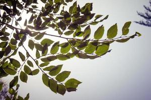 galho de árvore com folhas verdes foto