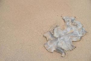 morreu água-viva na praia de areia. foto
