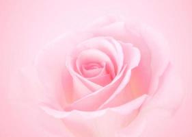 flores rosas cor de rosa com fundo de cor pastel sofe turva para casamento de amor e dia dos namorados foto