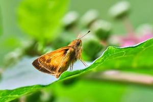 borboleta de capitão zabulon em repouso em uma folha verde no dia de verão foto