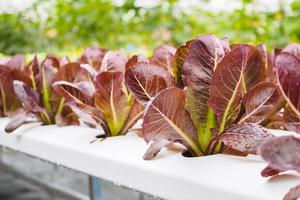 planta de salada de alface de folhas vermelhas orgânicas frescas em sistema de fazenda de vegetais hidropônicos foto